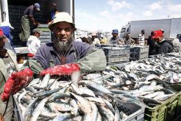 Image du Maroc Professionnelle de  Le système de la chaîne humaine pour vider la cale du bateau remplie de poissons encore vivat ! Les ouvriers s'activent énergiquement sans perdre de temps à faire passer de l’un à l’autre le panier en plastique rempli de sardines vivantes, cette dynamique dans le but de conserver la sardine toute fraîche durant l’opération de débarquement au Port de Laayoune, Lundi 8 Mars 2010. (Photo / Abdeljalil Bounhar) 